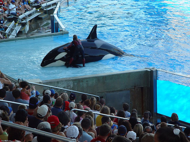 Petting an orca