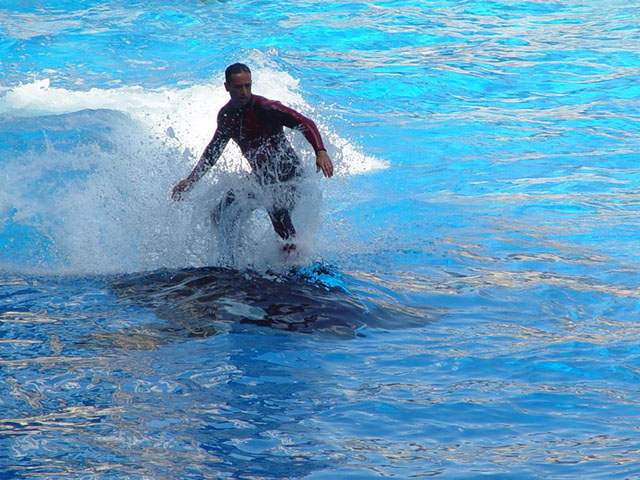 Surfing with orcas